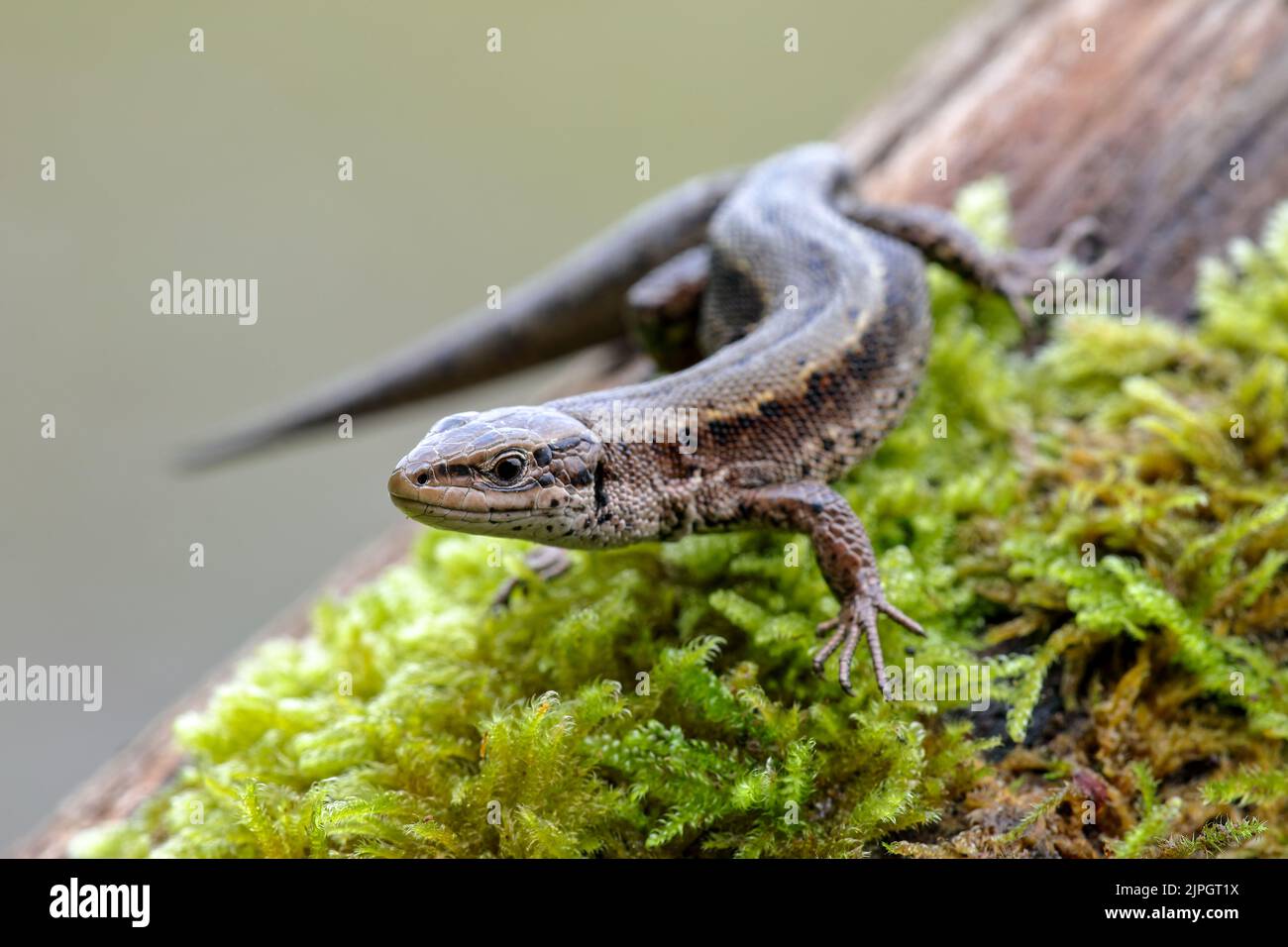 lézard forestier, echte eidechsen, zootoca vivipara, lézards forestiers Banque D'Images