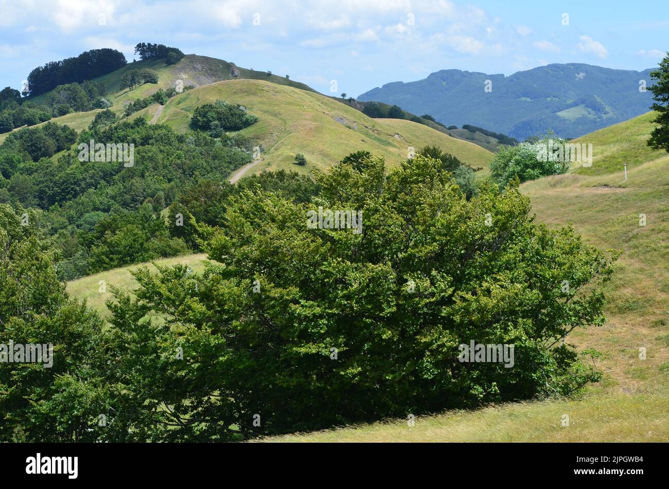 Parco Nazionale dell'Appennino Tosco-Emiliano, un parc national verdoyant et montagneux dans le nord de l'Italie Banque D'Images