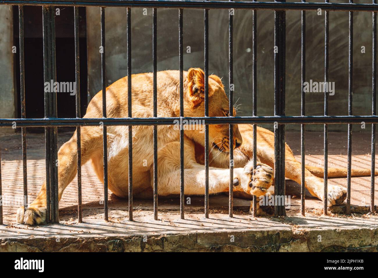 un lion dans une cage derrière des bars dans un zoo Banque D'Images