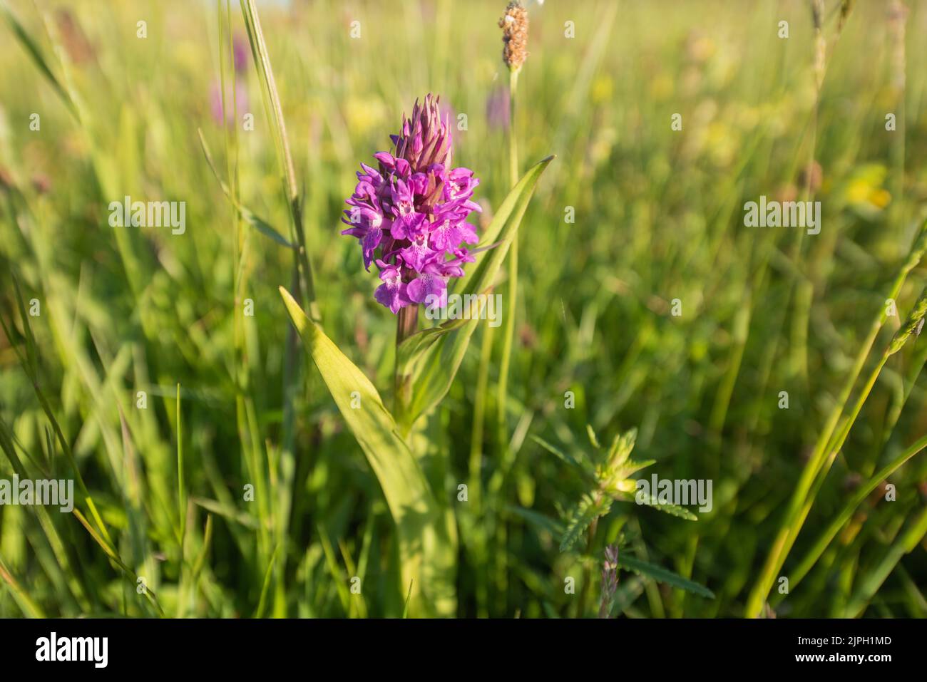Orchidée-marais du sud (Dactylorhiza praetermissa) dans la prairie de fleurs sauvages, Gower, Royaume-Uni Banque D'Images