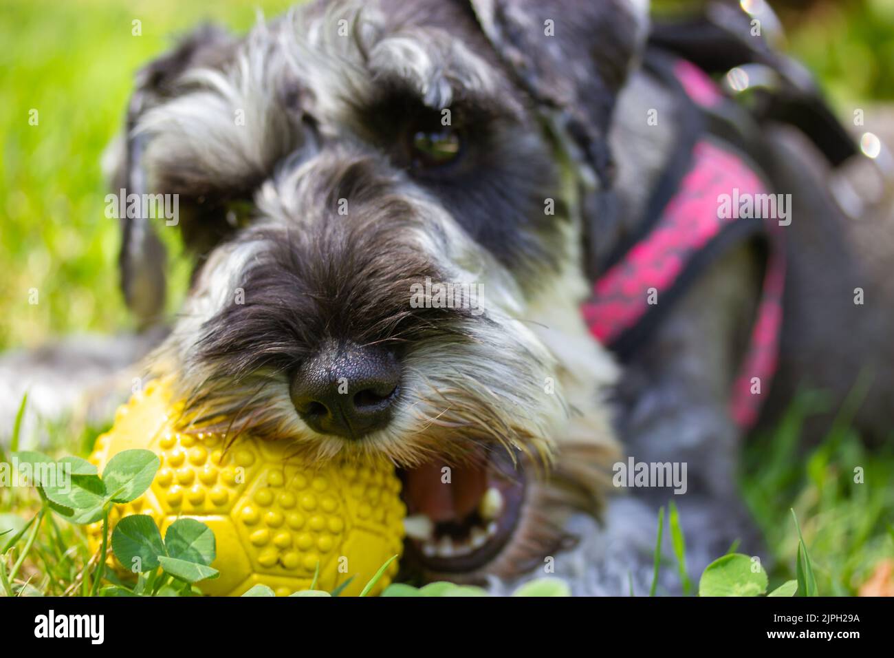 Le chiot zwergschnauzer miniature gris est allongé sur une pelouse verte dans la nature par beau temps et joue avec une balle jaune. Une femelle en marche. Canine dom Banque D'Images