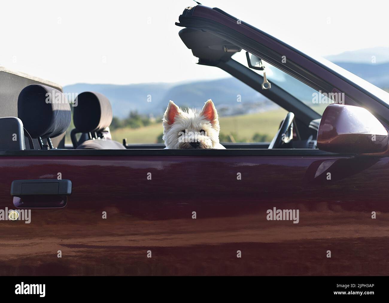 un chien blanc est assis dans un présentoir convertible Banque D'Images