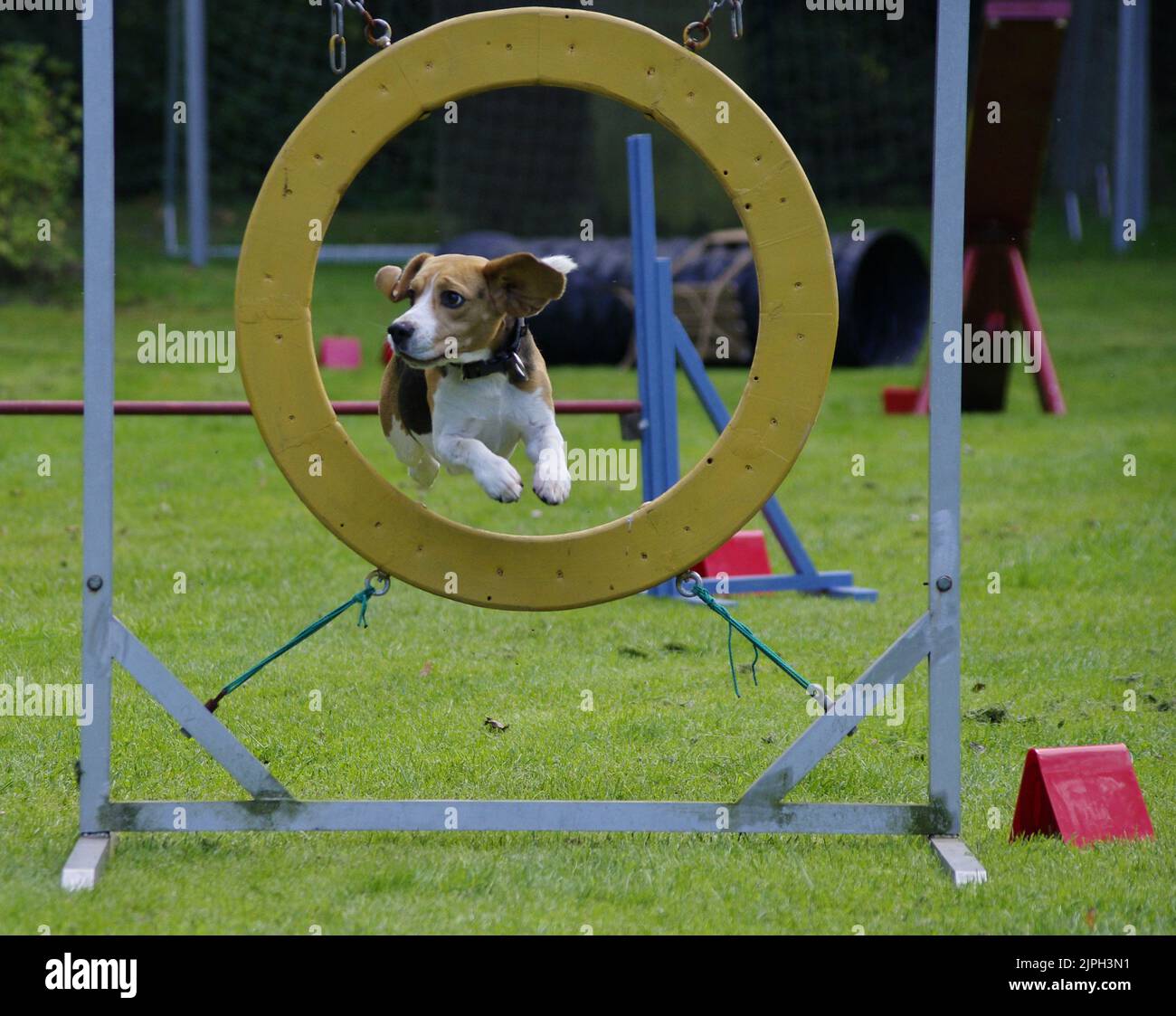 saut, chien, pneu, cavalier, saut, sauts, chiens, pneus, pneus, pneus, roue, roues Banque D'Images