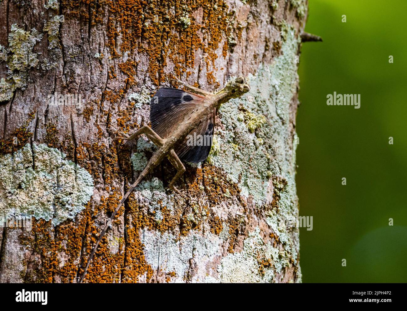 Un lézard glissant (Draco sp.) sur un tronc d'arbre. Makassar, Sulawesi du Sud, Indonésie. Banque D'Images