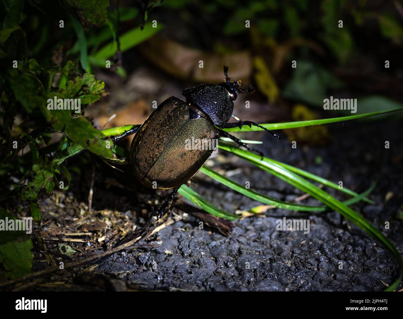 Une femelle Atlas Beetle (Chalcosoma atlas ssp. atlas ?) dans l'obscurité. Sulawesi, Indonésie. Banque D'Images