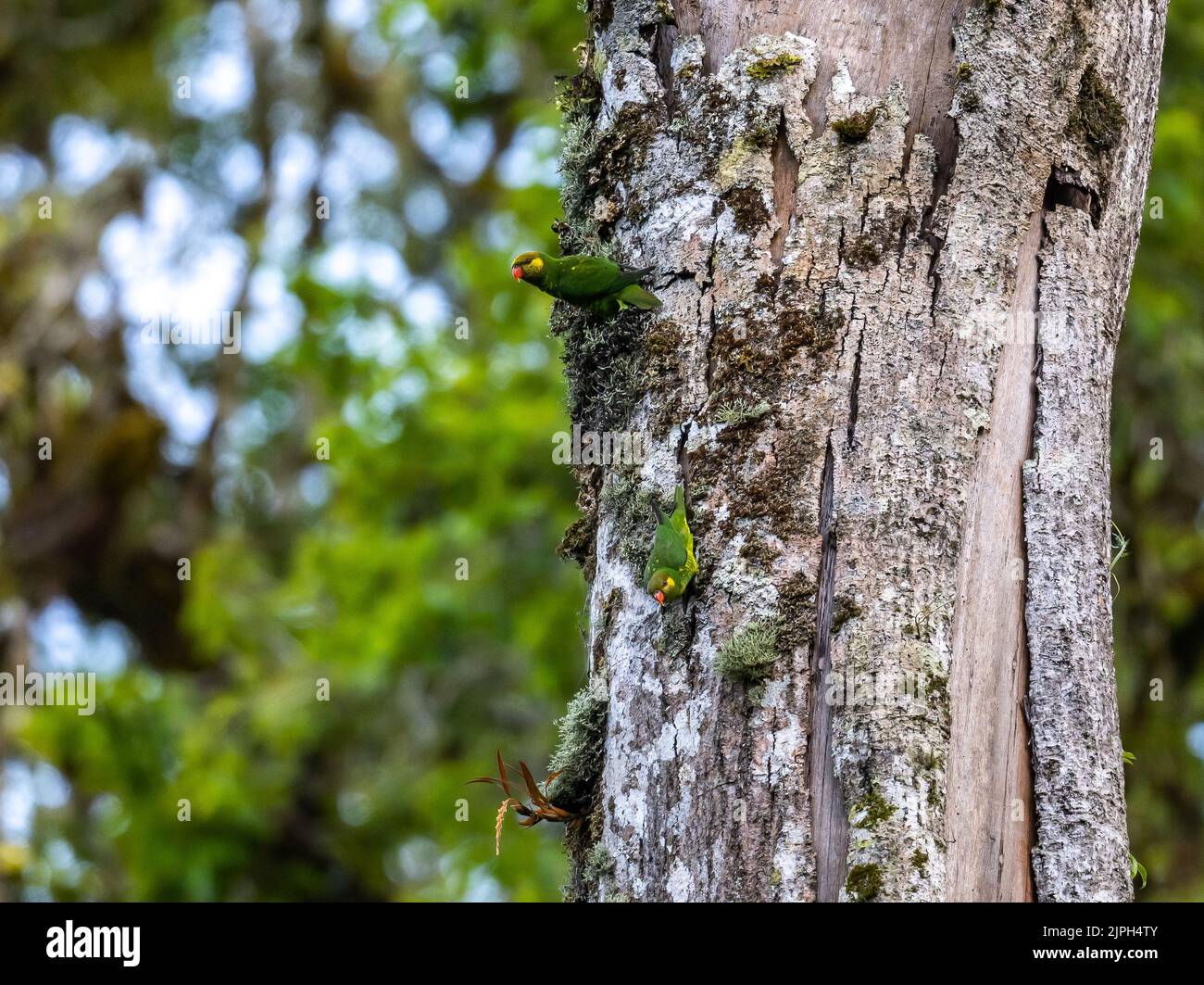 Une paire de Lorikeets à joues jaunes (Saudareos meyeri) en quête sur un tronc d'arbre. Lore Lindu National Park, Sulawesi, Indonésie. Banque D'Images