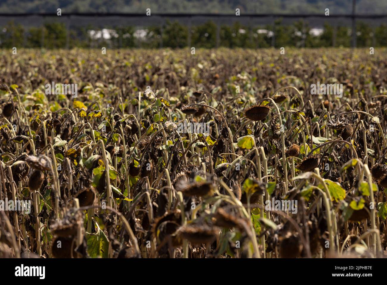 Nova Gorica, Slovénie. 16th août 2022. Des tournesols flétrissent à Karst, Nova Gorica, Slovénie, le 16 août 2022. La Slovénie a été confrontée à une sécheresse persistante, en particulier dans la vallée de Vipava et dans la région de Karst. Credit: Zeljko Stevanic/Xinhua/Alay Live News Banque D'Images