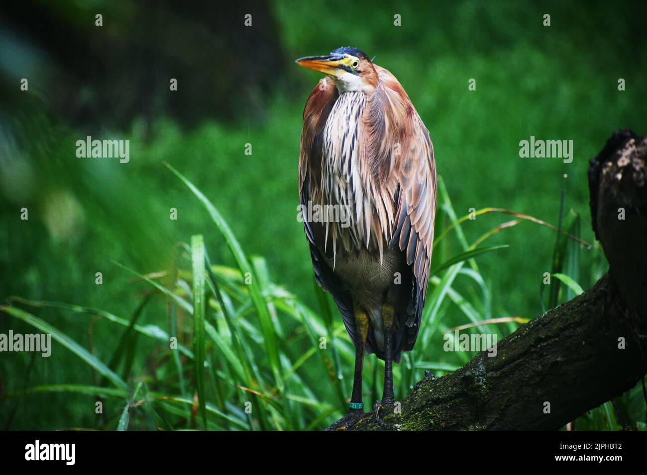 De magnifiques oiseaux Banque D'Images