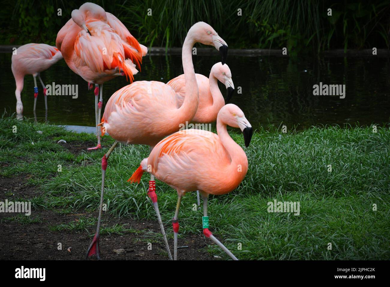 Trois grands flamants roses, oiseaux populaires d'Europe et d'Afrique Banque D'Images