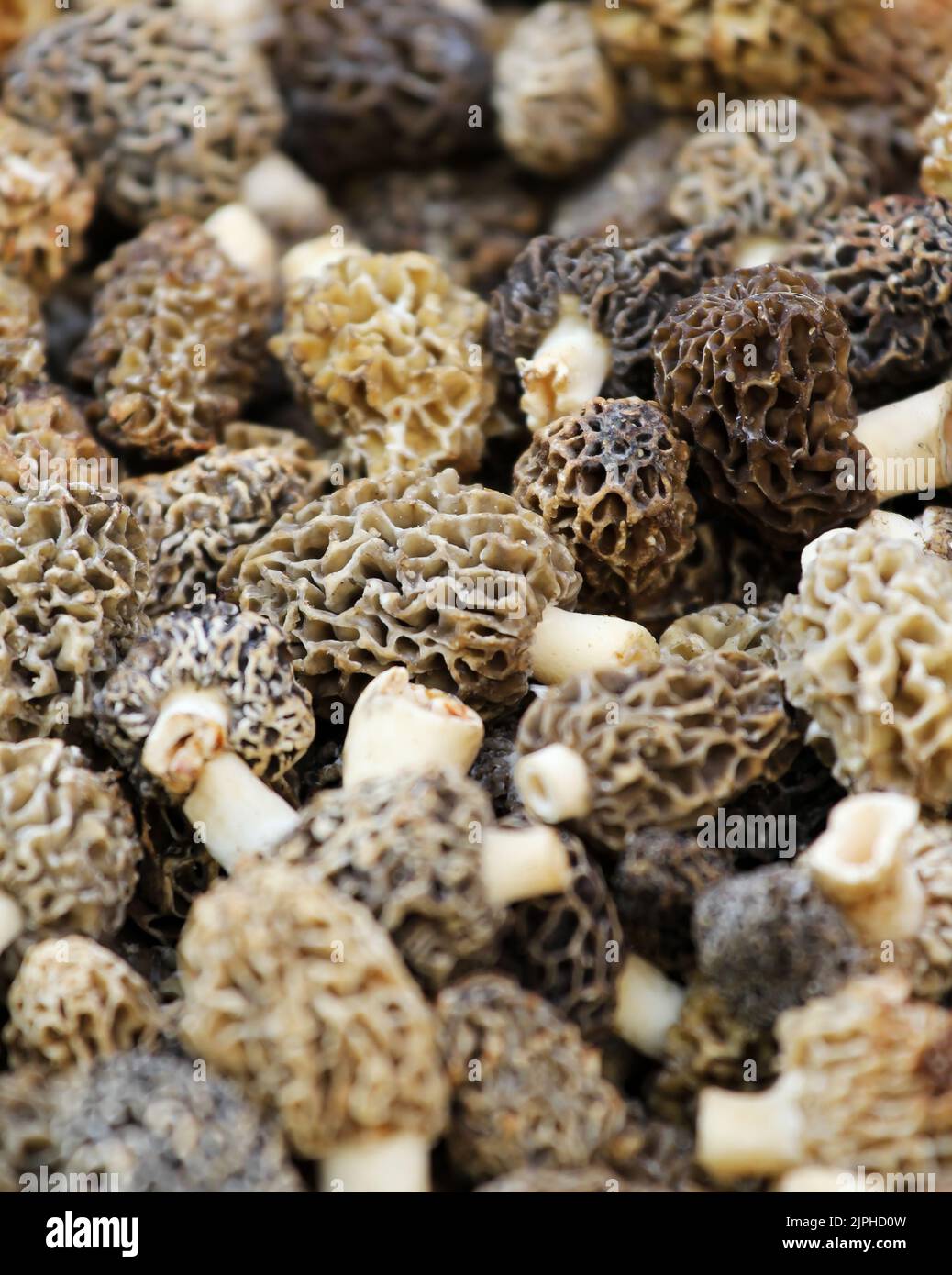 Champignon Morel vendu sur le marché Banque D'Images