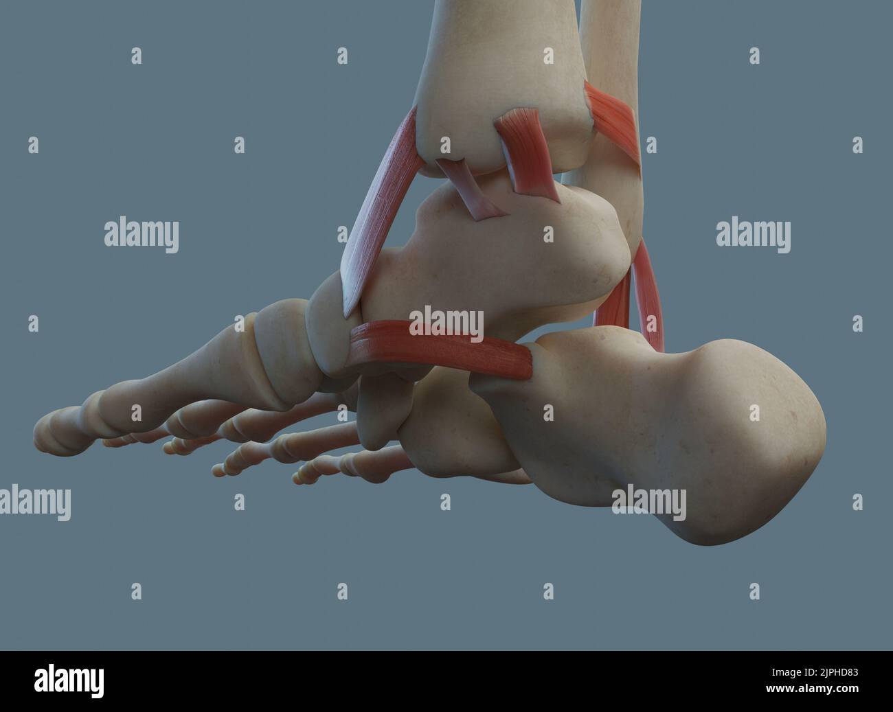 Anatomie de l'articulation de la cheville humaine, y compris les ligaments et les os. Banque D'Images