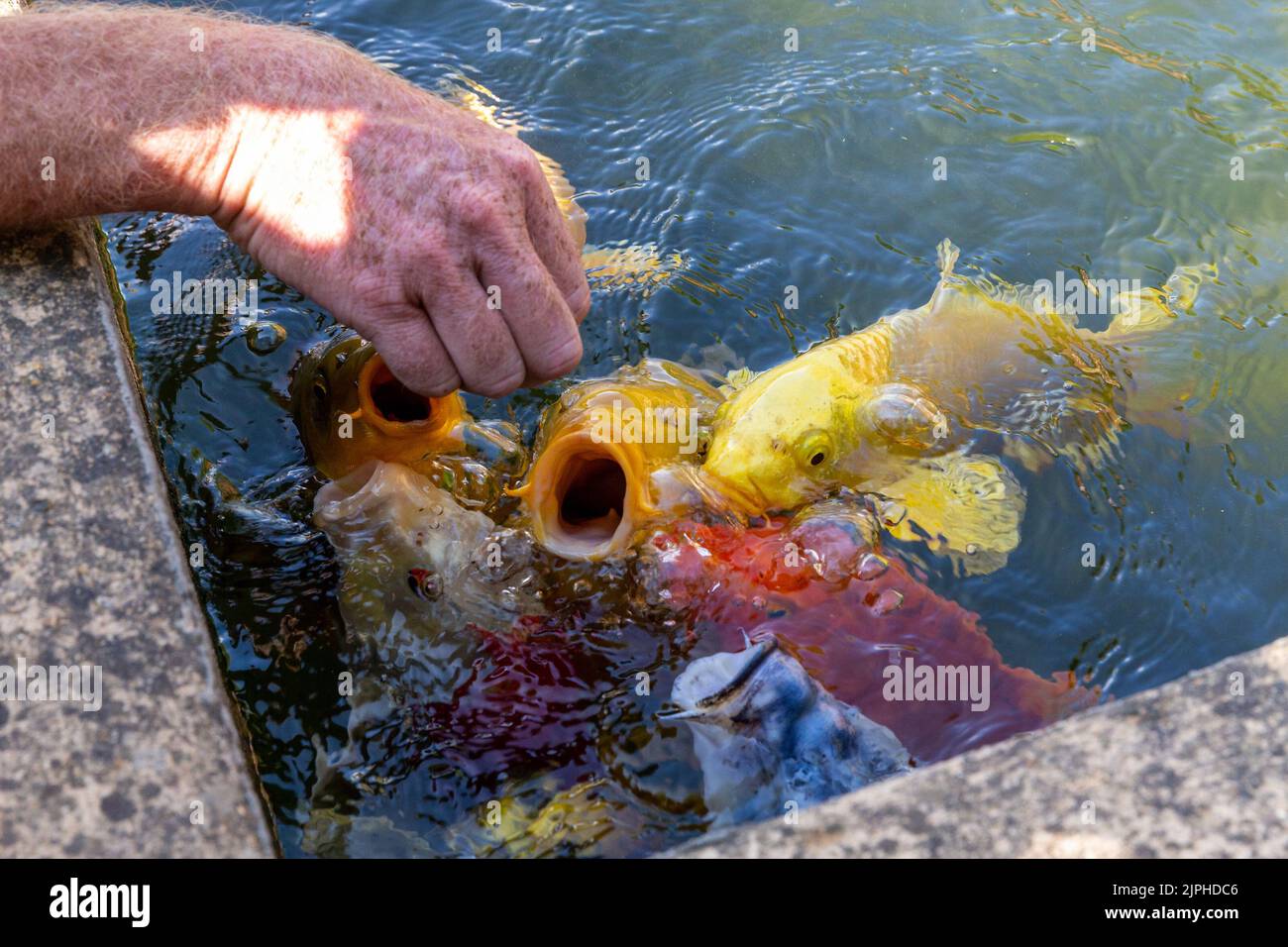(C) Denis TRASFI / MAXPPP - à Carsac le 17-08-2022 - les jardins d'eau, nourrissant des lamelles Koï Banque D'Images