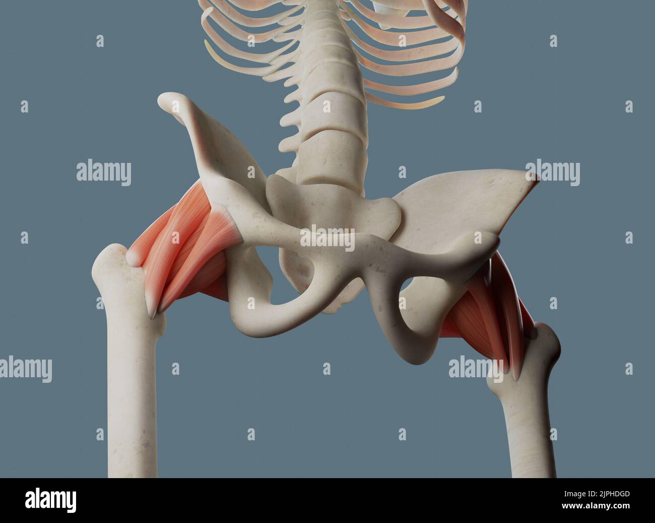 Anatomie de l'articulation de la hanche, y compris les ligaments et les attaches musculaires. Banque D'Images