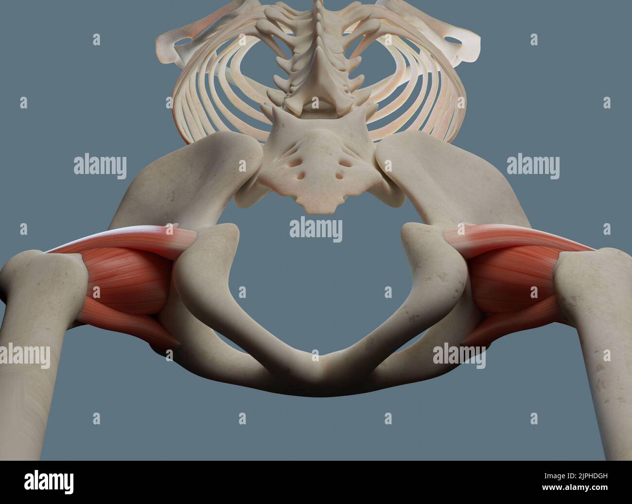 Anatomie de l'articulation de la hanche vue depuis le dessous du plancher pelvien. Inclut les ligaments et les os. Banque D'Images