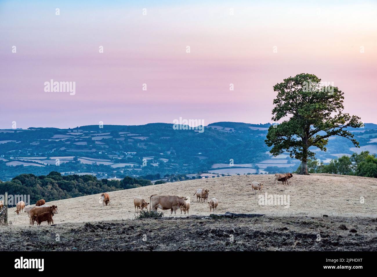 Royaume-Uni, Angleterre, Devonshire, Teign Valley. Été 2022, août. Le pâturage a séché et l'herbe est morte pour le bétail en raison de l'absence de pluie pendant des mois. Banque D'Images