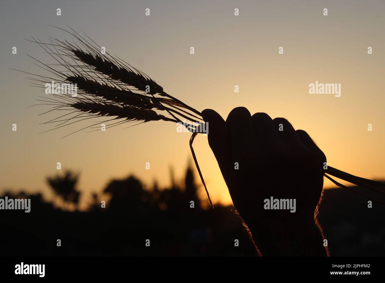 Silhouette de l'homme tenant des oreilles de blé sous le coucher du soleil. Concept de crise alimentaire. Banque D'Images