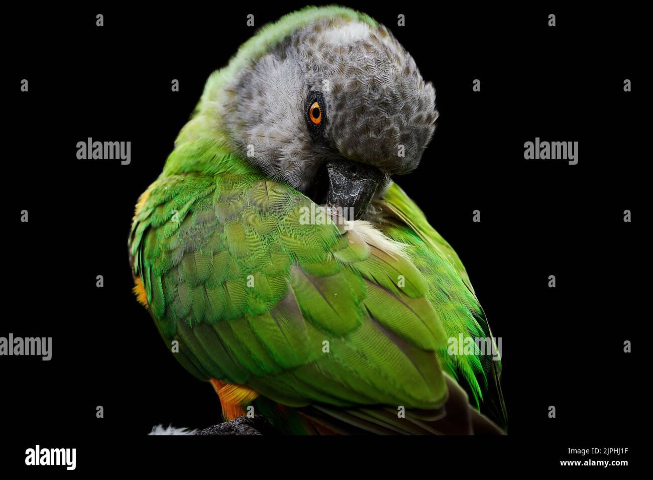 Gros plan d'un perroquet sénégalais (Poicephalus senegalus) qui précegne son plumage Banque D'Images