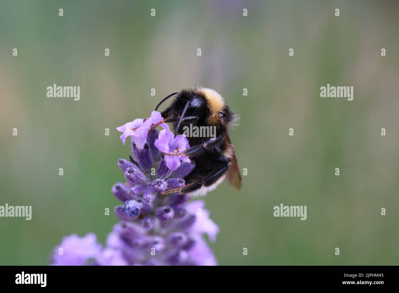 Bombus Terrestris Buff Bumblebee à queue sur lavande jardin du Yorkshire du Nord Royaume-Uni Banque D'Images