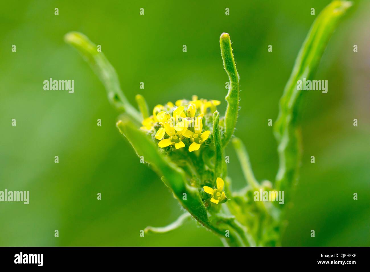 La moutarde de haie (sisymbrium officinale), près des petites fleurs jaunes de la plante très commune des verges, des champs et du sol rugueux. Banque D'Images