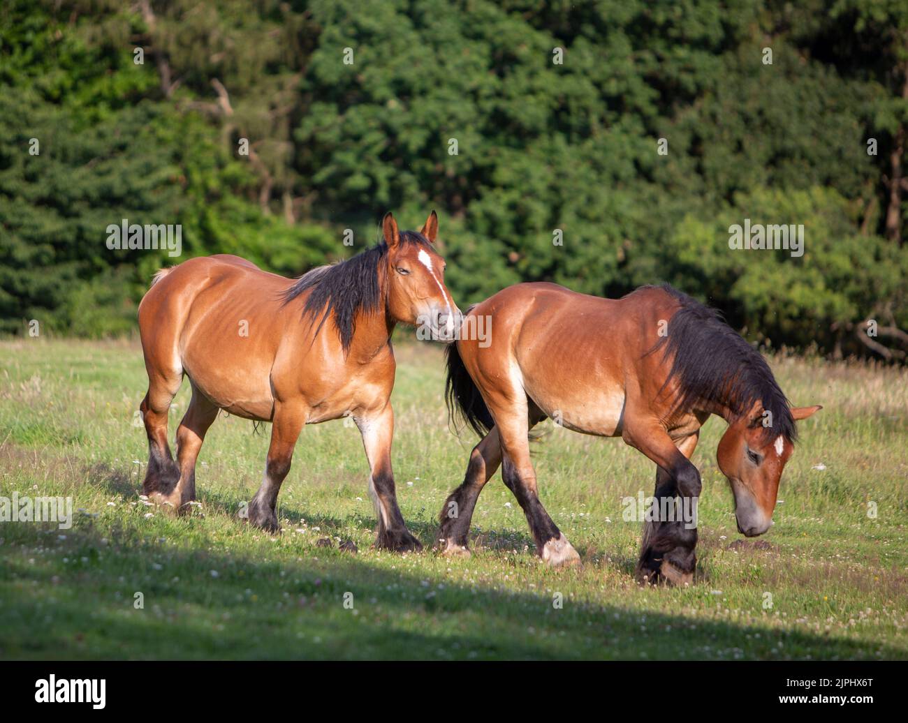 deux jeunes chevaux belges gros brun marchent dans la prairie forestière Banque D'Images