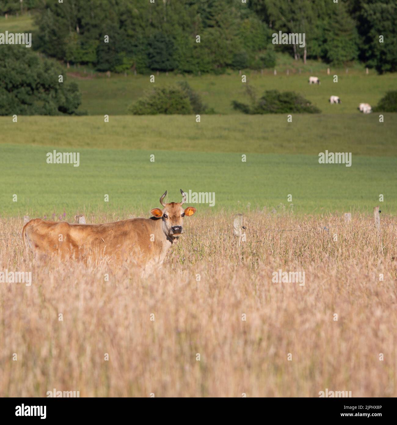 vache à cornes dans une très haute herbe de prairie d'été dans la région des ardennes belges Banque D'Images