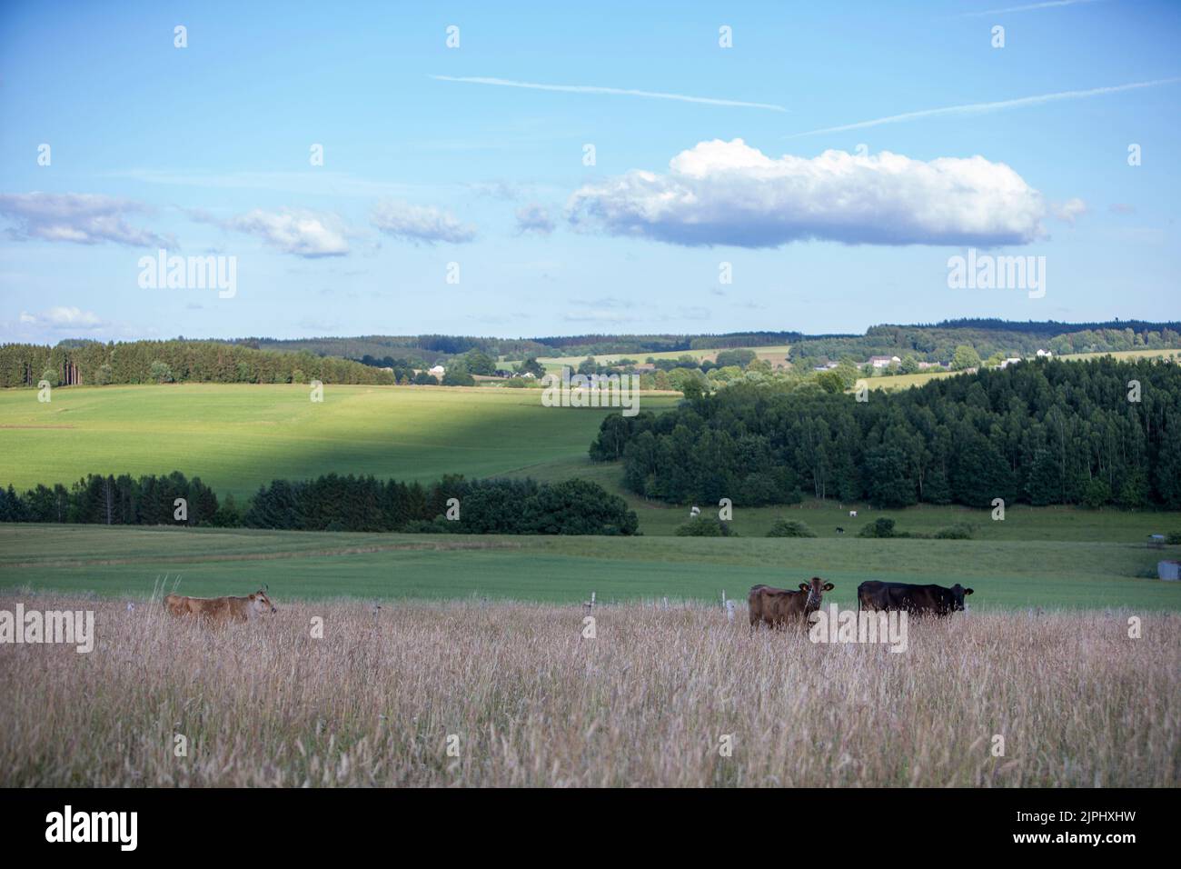 vaches à cornes dans une très haute herbe de prairie d'été dans la région des ardennes belges Banque D'Images