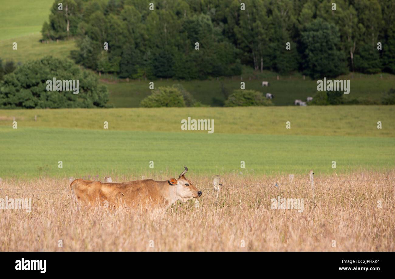 vache à cornes dans une très haute herbe de prairie d'été dans la région des ardennes belges Banque D'Images