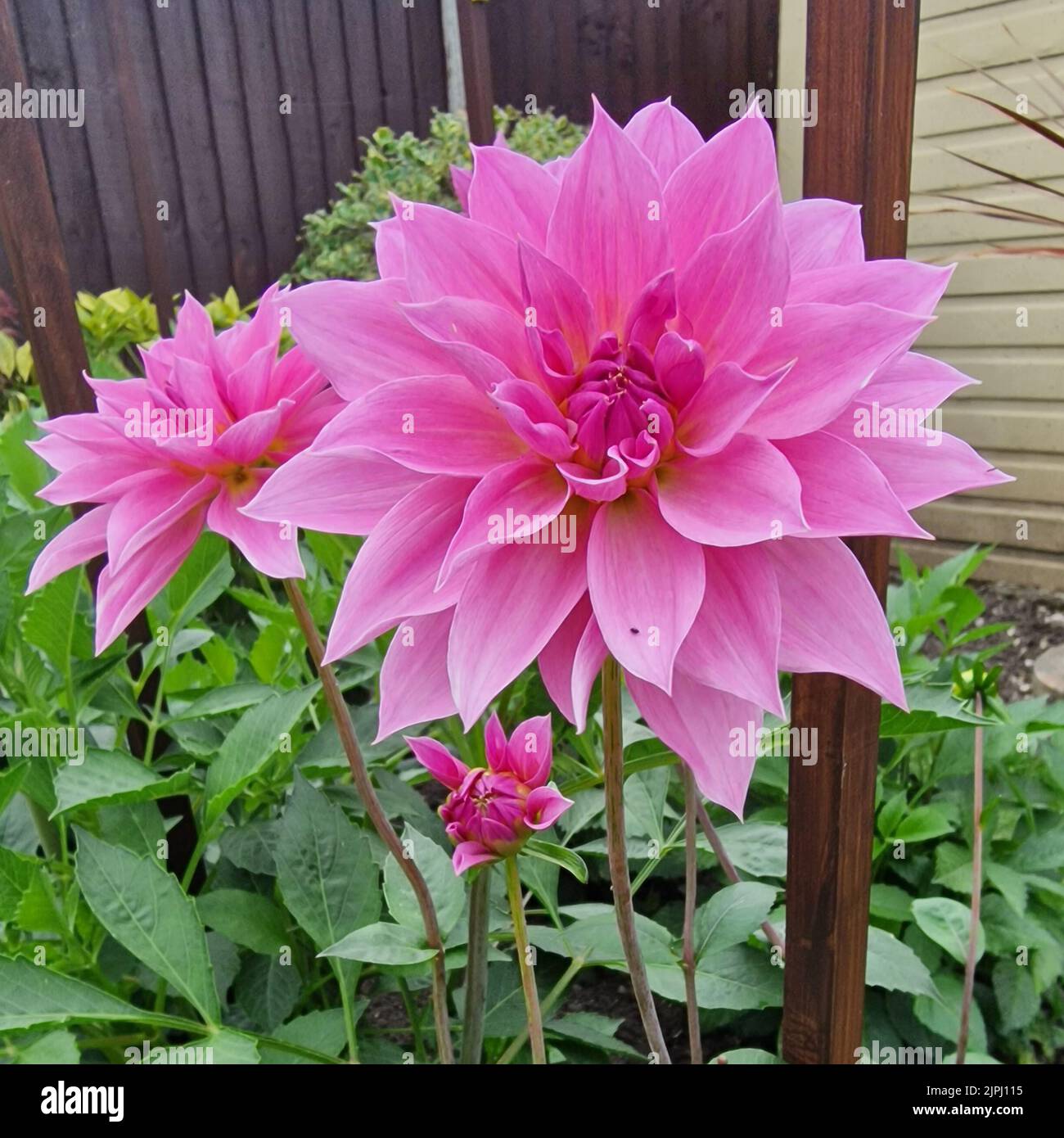 Dalia, Perle d'eau de Heemstede Banque D'Images