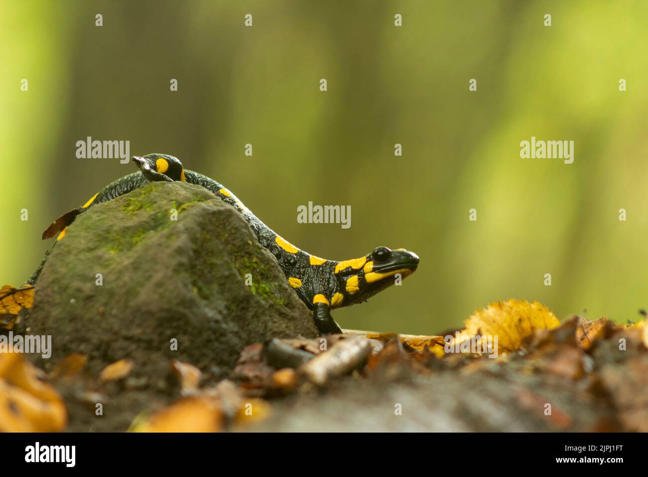 Salamandre feu (Salamandra salamandra) reposant sur une pierre dans la forêt après la pluie, entourée de feuilles colorées Banque D'Images