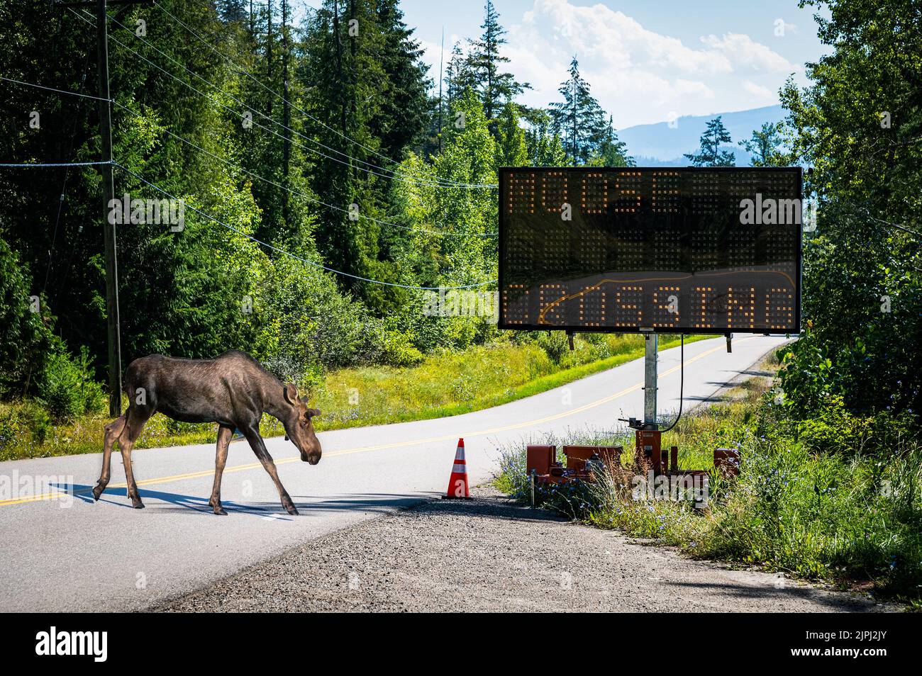 Un collage de photos créé à partir de trois photos montrant un orignal traversant une route en Colombie-Britannique, au Canada. Banque D'Images