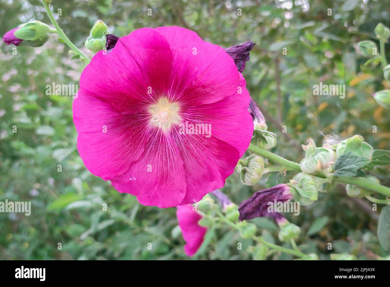 Photo détaillée d'une fleur violette du hollyhock (Alcea) Banque D'Images