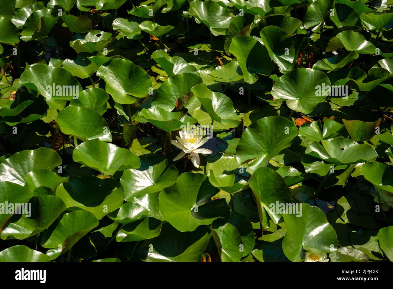 Lily Nymphaea alba ou nenuphar blanc européen entouré de feuilles dans l'étang Banque D'Images