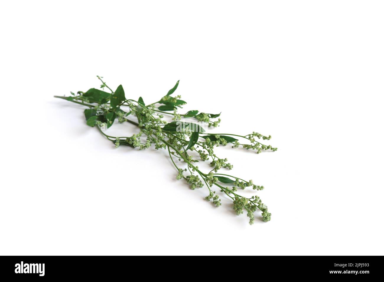 Jardin Orach Atriplex hortensis avec feuilles, fleurs, graines. Brindilles de quinoa avec jeunes têtes de graines sur fond blanc. Banque D'Images