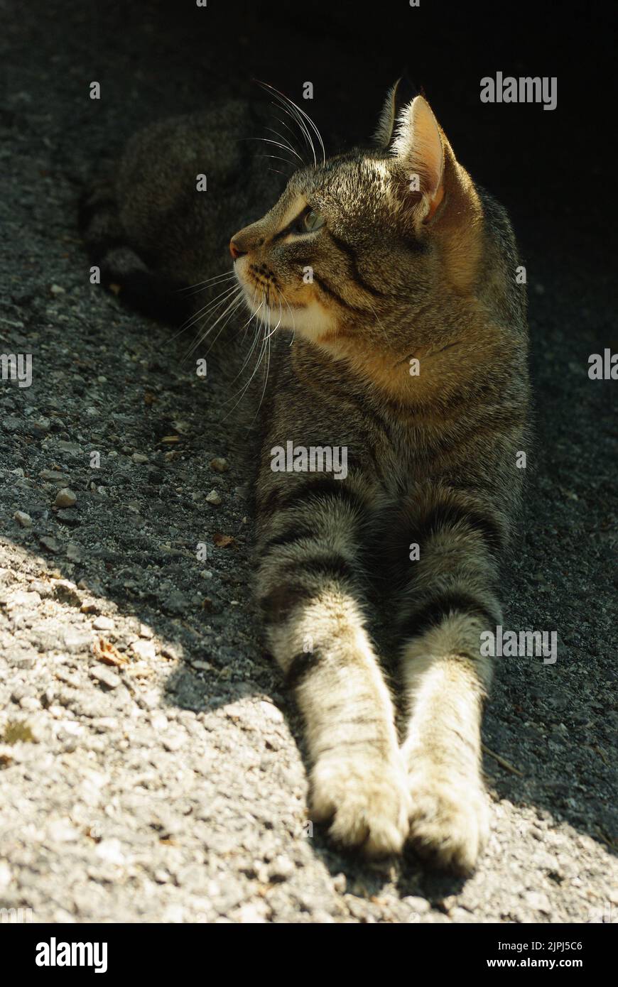 Phéromones chat Banque de photographies et d'images à haute résolution -  Alamy
