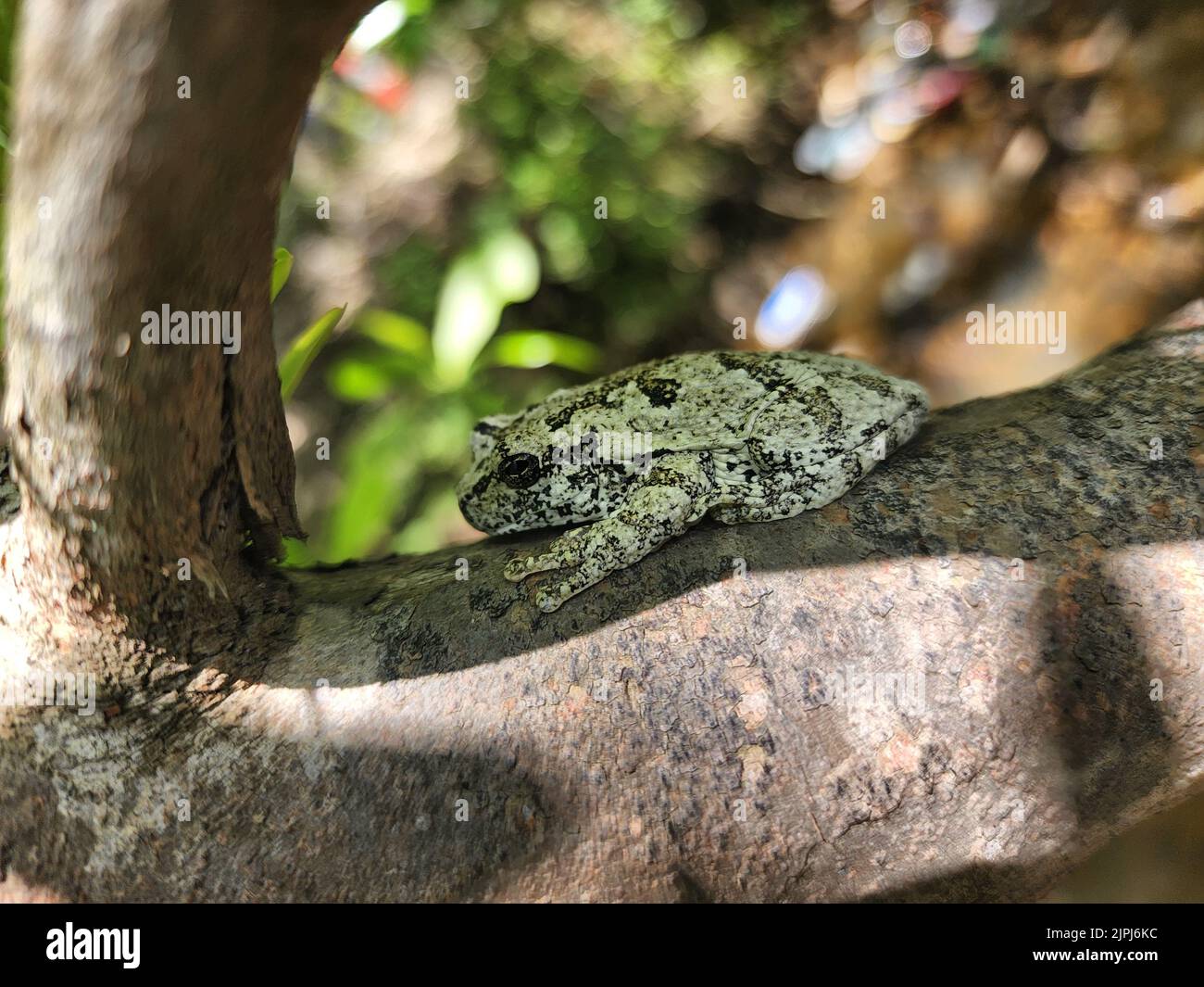 Une grenouille grise (Dryophytes versicolor) sur un arbre Banque D'Images