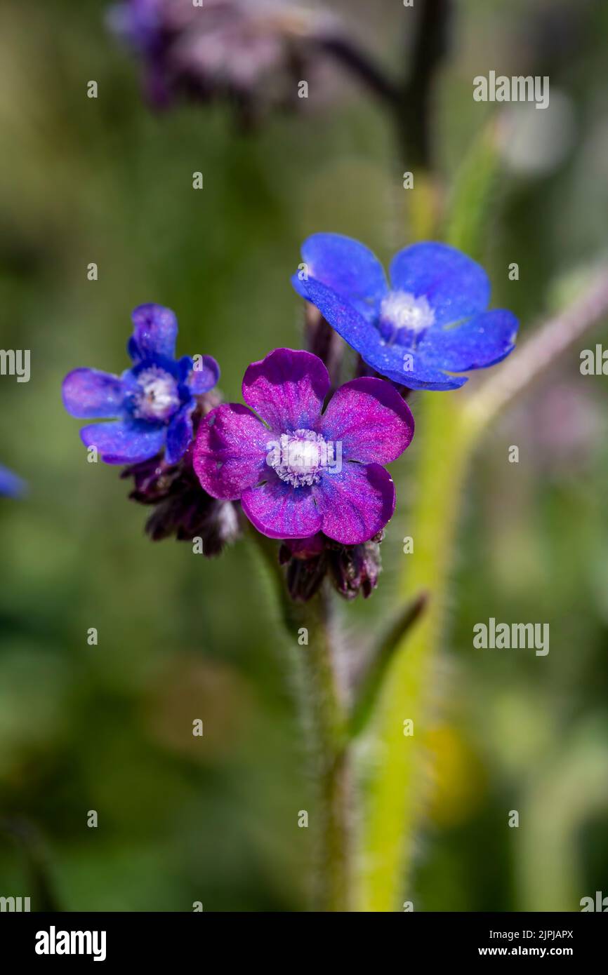 Fleur sauvage; Nom scientifique; anchusa italica Banque D'Images