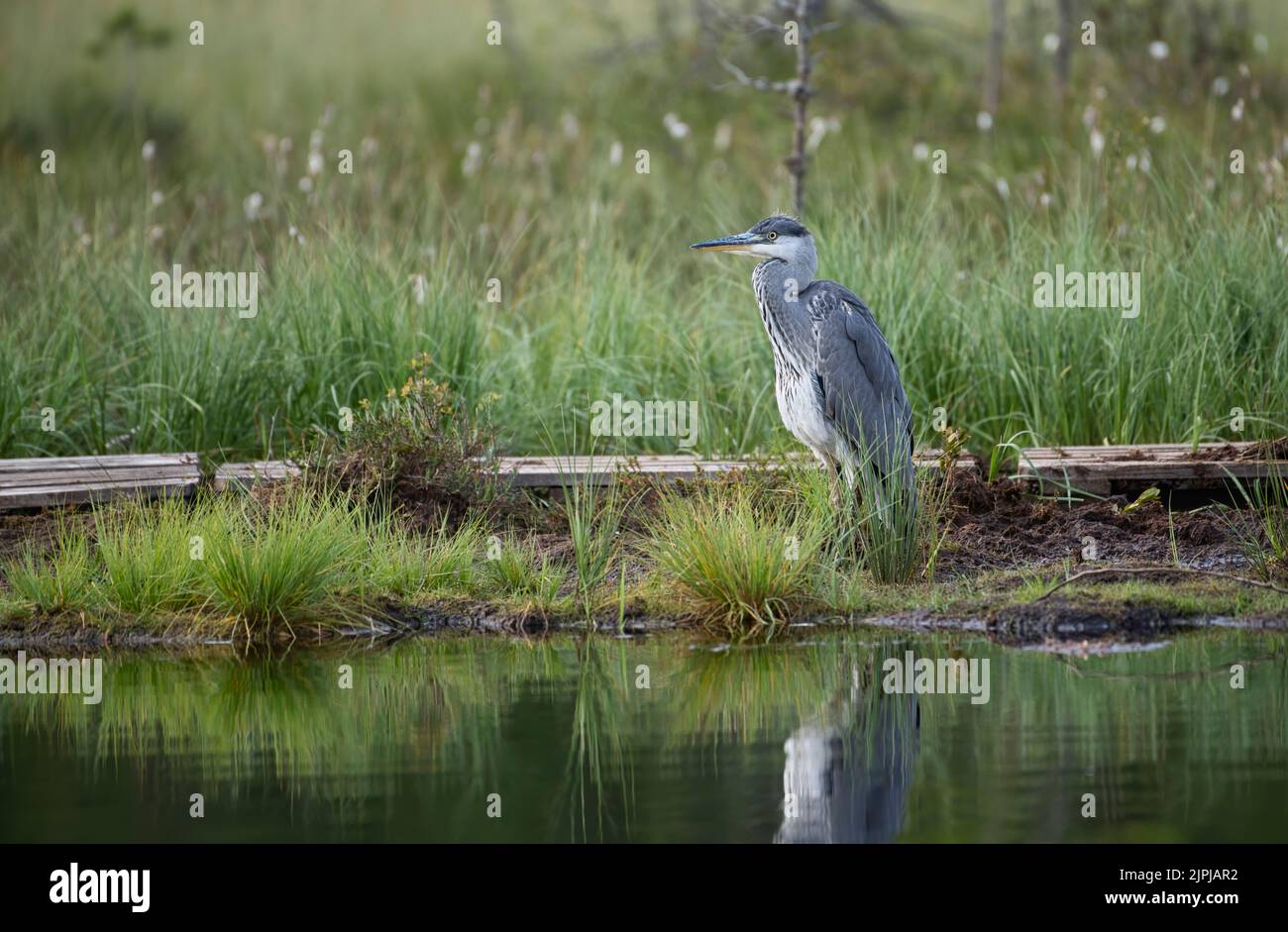 Héron gris (zone cinerea) au bord d'un lac dans la taïga finlandaise ou la forêt boréale Banque D'Images