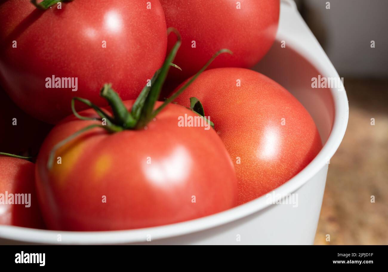 Tomates mûres isolées. Légumes rouges en gros plan. Tomates mûres savoureuses aux tiges vertes. Banque D'Images