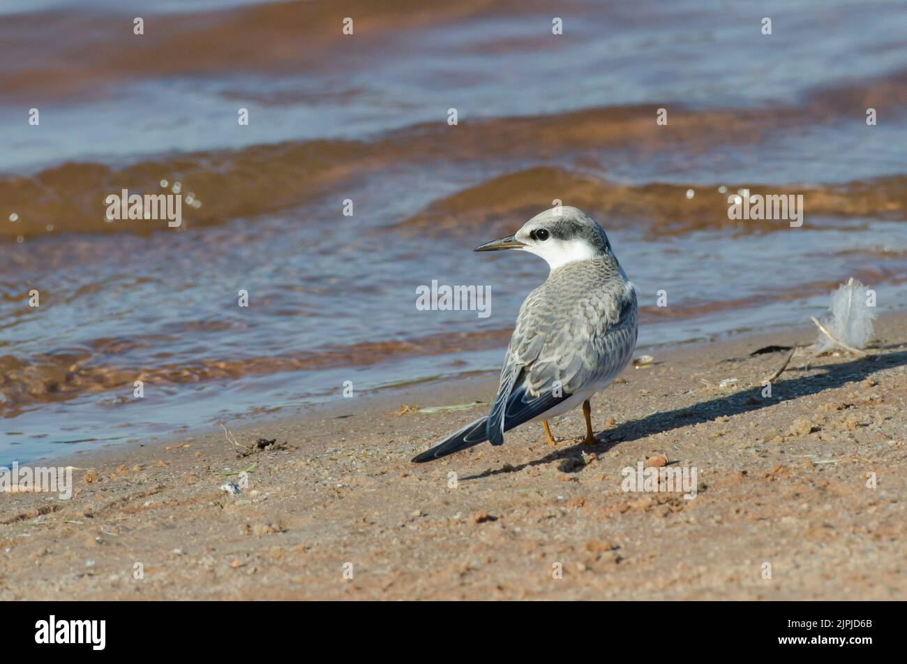 Steroula, Sternula antillarum, immature Banque D'Images