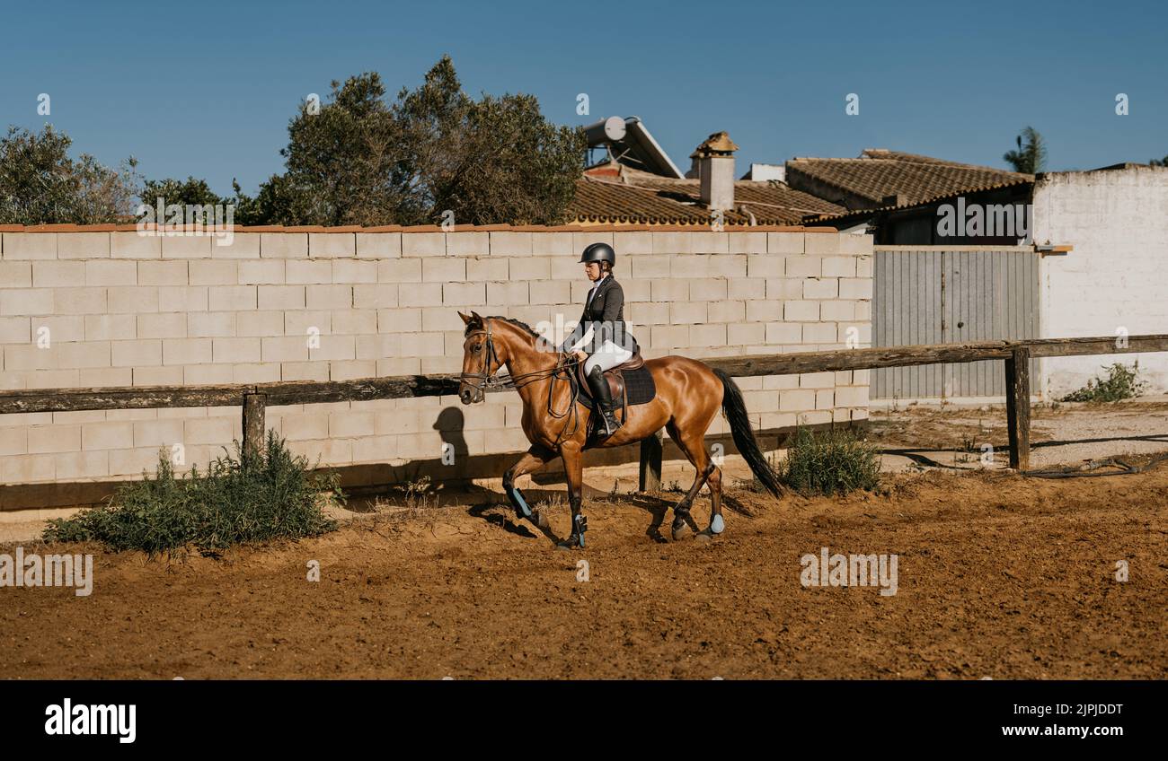 jeune femme en uniforme d'équitation jogging son cheval autour de l'arène d'équitation Banque D'Images