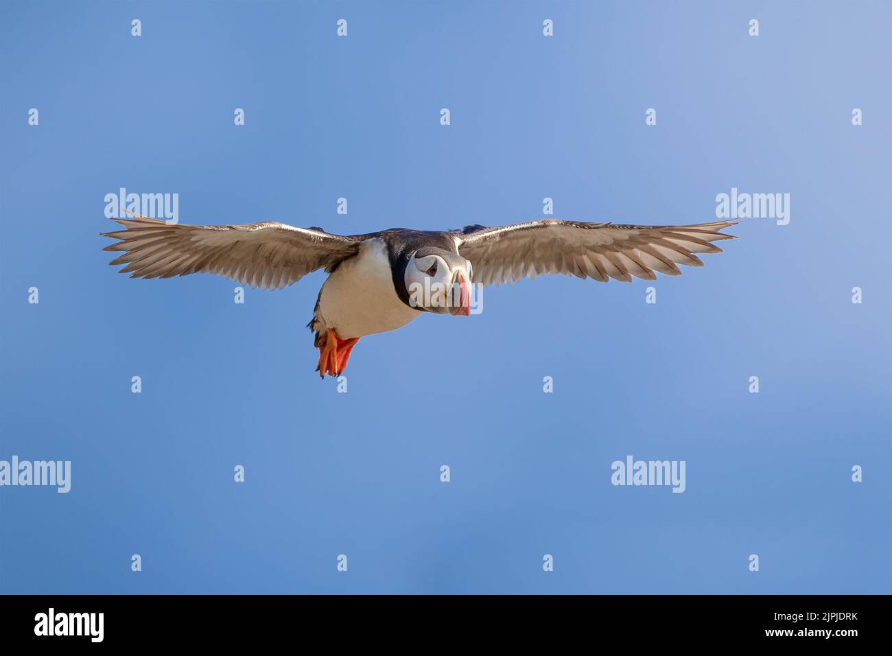 Un Puffin de l'Atlantique (Fratecula arctica,) débarquant à travers le ciel bleu, Skomer Island, pays de Galles, Royaume-Uni Banque D'Images