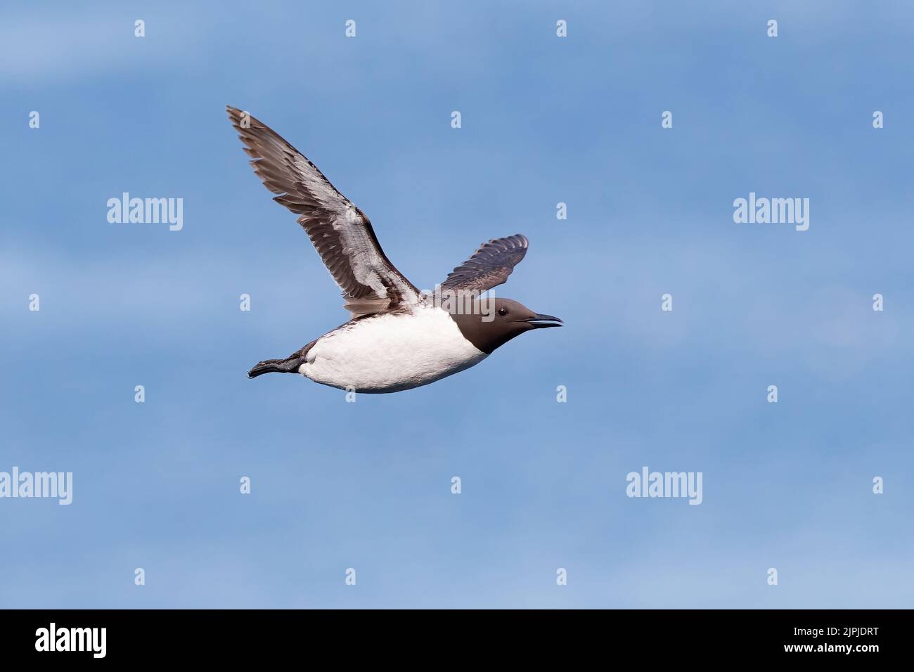 Un Guillemot (Uria aalge) volant dans un ciel bleu au-dessus de l'île de Skomer, pays de Galles, Royaume-Uni Banque D'Images