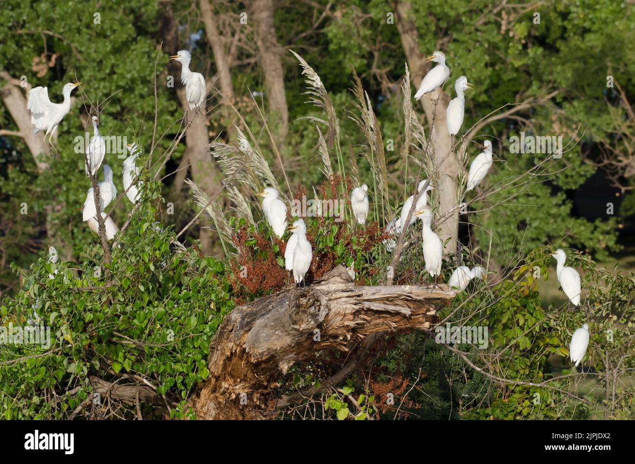 Egrets bovins, Bubulcus ibis, roosting Banque D'Images