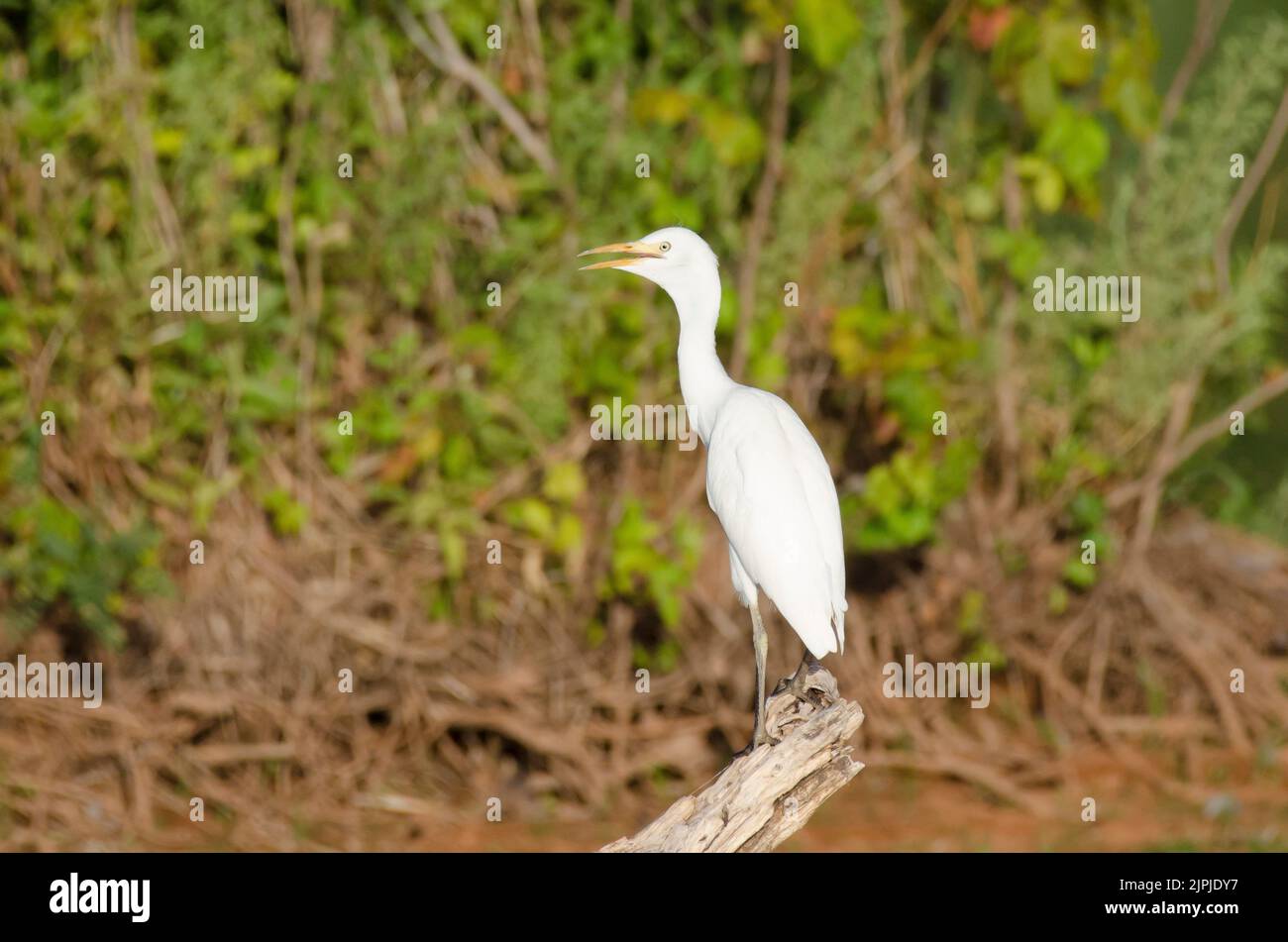 Bubulcus ibis Cattle Egret, Banque D'Images
