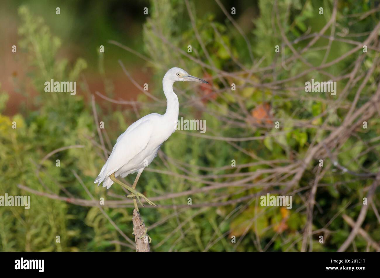 Petit héron bleu, Egretta caerulea, juvénile Banque D'Images