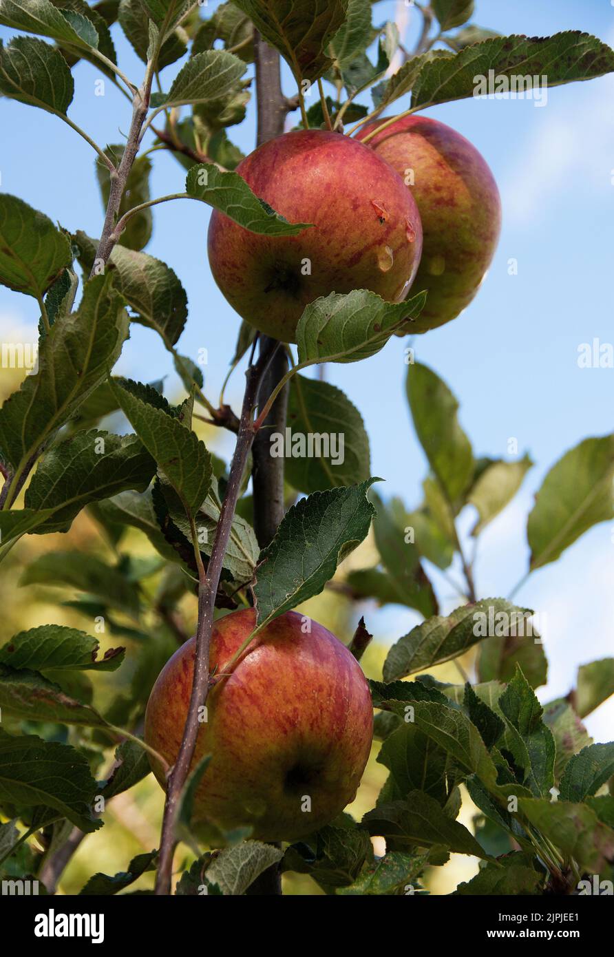 Mûrissement des pommes Pippin d'orange de Cox après une douche de pluie. Banque D'Images