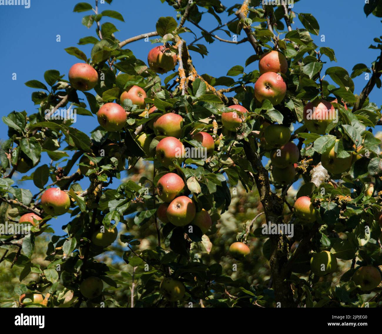 Mûrissement des pommes Pippin d'orange de Cox après une douche de pluie Banque D'Images