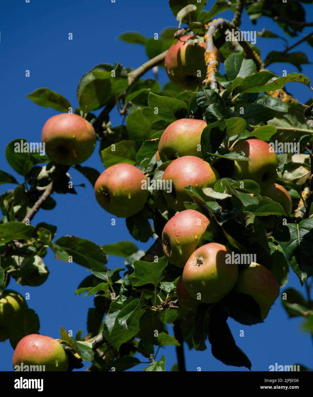 Mûrissement des pommes Pippin d'orange de Cox après une douche de pluie Banque D'Images