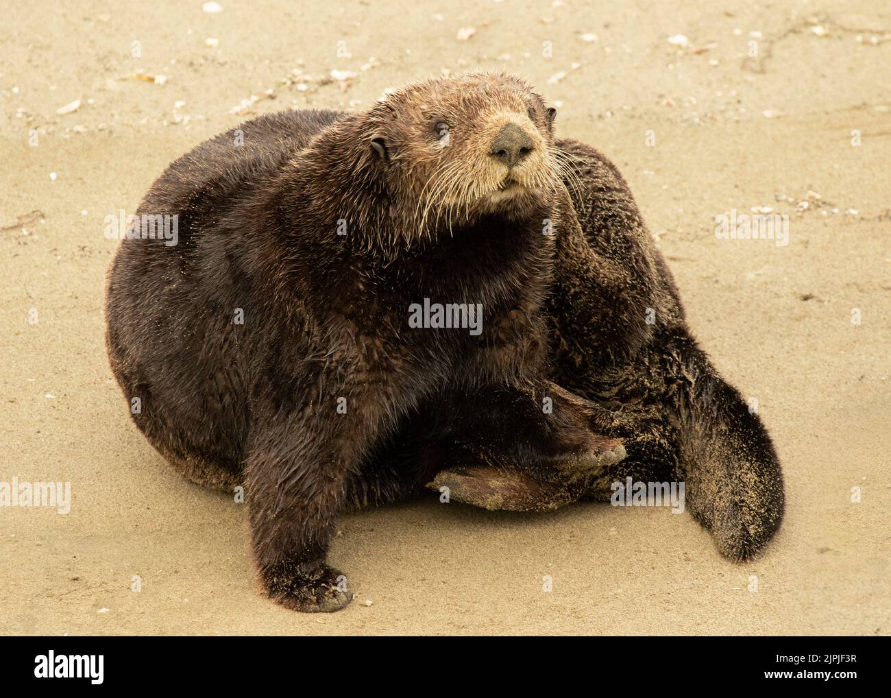 Un toilettage de loutre de mer sur la plage Banque D'Images