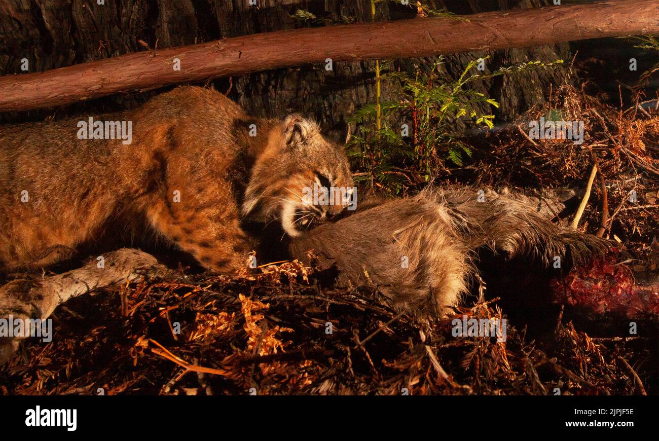 Une morsure moyenne de Bobcat Banque D'Images